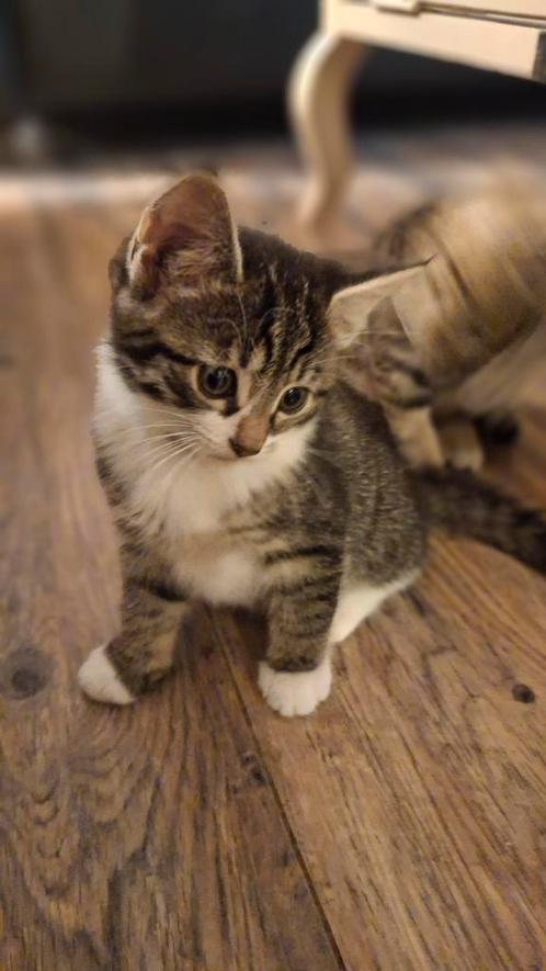 1 laatste beschikbaar! 3 prachtige lieve sociale kittens, Dieren en Toebehoren, Katten en Kittens | Overige Katten, Meerdere dieren