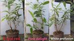 Verschillende soorten Buddleja, Vlinderstruiken C1, Overige soorten, Volle zon, Vaste plant, Ophalen of Verzenden