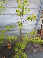 Tamme kastanje boom Europees 115 cm, Tuin en Terras, Volle zon, Ophalen