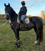 3 jarige Barock Pinto ster merrie zadelmak, Dieren en Toebehoren, Paarden, Merrie, Gechipt, Zadelmak, 3 tot 6 jaar