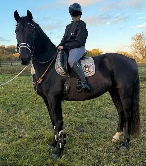 3 jarige Barock Pinto ster merrie zadelmak, Dieren en Toebehoren, Paarden, Merrie, Zadelmak, 160 tot 165 cm, 3 tot 6 jaar, Met stamboom