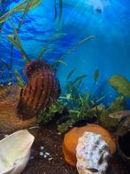 Twee prachtige Discus vissen te koop, Dieren en Toebehoren, Vissen | Aquariumvissen, Vis