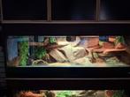 Groot betonplex terrarium, Dieren en Toebehoren, Reptielen en Amfibieën | Toebehoren, Ophalen, Gebruikt, Terrarium of Paludarium