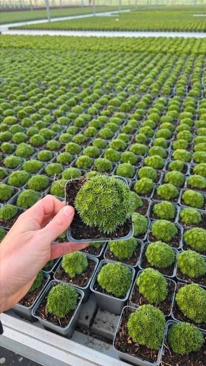 Saxifraga Pixie - vaste plant - 9cm pot - af kwekerij, Tuin en Terras, Planten | Tuinplanten, Vaste plant, Bodembedekkers, Halfschaduw