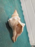 schelp perlmutt, Ophalen of Verzenden, 'T Olde Gre-j, Info@toldegrej.nl, Endepoelstraat 20f Didam