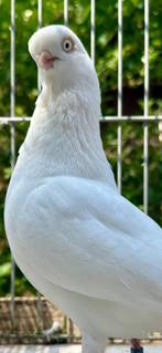 Takla duiven, Dieren en Toebehoren, Vogels | Duiven, Meerdere dieren, Postduif