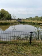 Vij er vissen gevraagd, Dieren en Toebehoren, Vissen | Vijvervissen, Karper of Koi