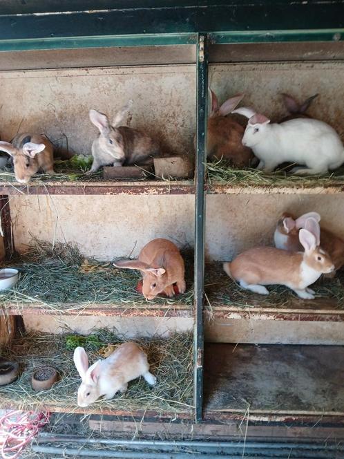 Kruising Duitse reuzen 1 voedster en 3 rammen, Dieren en Toebehoren, Konijnen, Groot, Meerdere dieren, 0 tot 2 jaar