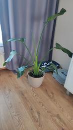 STRELITZIA NICOLAI, Huis en Inrichting, Kamerplanten, Overige soorten, 100 tot 150 cm, Halfschaduw, Ophalen