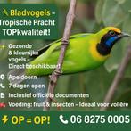 Te koop aangeboden koppel bladvogels, Meerdere dieren, Tropenvogel