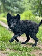 Mudi pupje (Hongaarse herdertje), Dieren en Toebehoren, Rabiës (hondsdolheid), Reu, 8 tot 15 weken, Eén hond