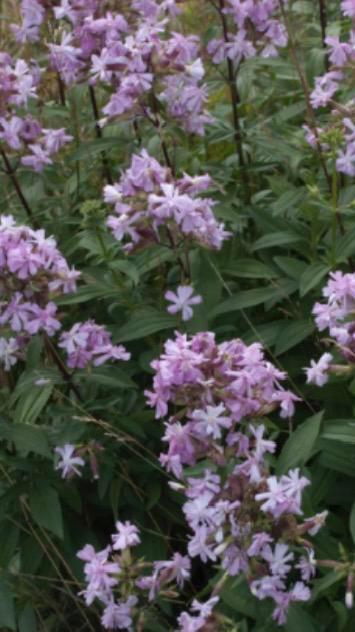 Zakje zaden van Zeepkruid, Saponaria officinalis beschikbaar voor biedingen