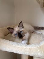 Ragdoll kitten(stamboom) > Chocolate mitted poes beschikbaar, Meerdere dieren, Gechipt, 0 tot 2 jaar