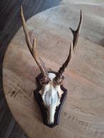 Prachtig Reeën Gewei op Schild, Ophalen of Verzenden, Gebruikt