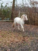 Kind vriendelijke,betuigde appaloosa RUIN  4,5 jaar, gezond, Dieren en Toebehoren, Ruin, A pony (tot 1.17m), Gechipt, 3 tot 6 jaar