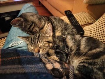 Kittens katertjes ter overname, 2 kittens, mannetjes. beschikbaar voor biedingen
