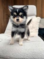 Pomsky x Keeshond pups, in huis opgegroeid MOGEN VERHUIZEN!, Dieren en Toebehoren, Parvo, Nederland, Overige rassen, 8 tot 15 weken