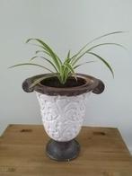 Graslelie plant in sierlijke bloempot op voet., Huis en Inrichting, Kamerplanten, Ophalen, Halfschaduw, Minder dan 100 cm