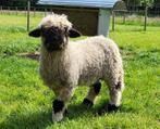 Jonge Walliser Schwarznase ram, zwoegervrij, Mannelijk, Schaap, 0 tot 2 jaar