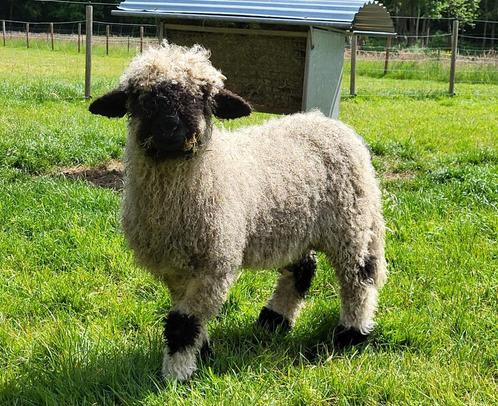 Jonge Walliser Schwarznase ram, zwoegervrij, Dieren en Toebehoren, Schapen, Geiten en Varkens, Schaap, Mannelijk, 0 tot 2 jaar