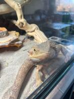 Mannelijke baardagaam – tam en actief, Hagedis, Tam, 0 tot 2 jaar