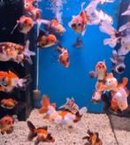 Handpick Oranda, RozentailGoudvis 8 /10 cm- Koidreams