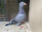 postduiven, kleurpostduiven, Meerdere dieren, Postduif