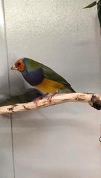 Mooie gould amadine man, Dieren en Toebehoren, Vogels | Overige Vogels, Mannelijk