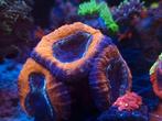 Lobophyllia ultra neon koraal, Dieren en Toebehoren, Vissen | Aquariumvissen, Overige typen, Zoutwatervis