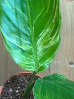 Strelitzia nicolai variegata plant albo white wit mint, Huis en Inrichting, Kamerplanten, Ophalen of Verzenden, Overige soorten