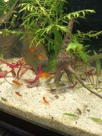 Guppen vrouw (3 stuks), Dieren en Toebehoren, Vis, Zoetwatervis