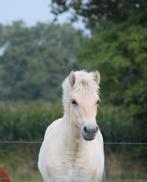 Rødblakk fjorden hengstveulen, Hengst, Niet van toepassing, Gechipt, 0 tot 2 jaar