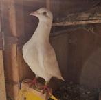 Kleurpostduiven, Dieren en Toebehoren, Vogels | Duiven, Meerdere dieren, Overige soorten