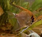 4 x egale bruine maanvissen 6.5 a 8.5 cm hoog, Dieren en Toebehoren, Vissen | Aquariumvissen, Vis, Zoetwatervis