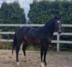 Te koop  3 jarige hengst, Dieren en Toebehoren, Paarden, Hengst, Dressuurpaard, 3 tot 6 jaar