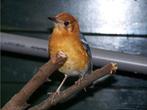 Koppel damalijster, Meerdere dieren, Tropenvogel