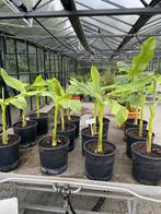 Musa Basjoo bananenplanten, Tuin en Terras, Planten | Bomen, In pot, Minder dan 100 cm, Zomer, Overige soorten