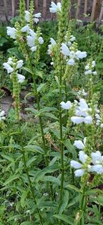 Scharnierbloem wit, Ophalen of Verzenden, Zaad