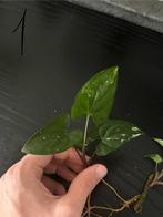 Syngonium Albo, Huis en Inrichting, Kamerplanten, Verzenden, Halfschaduw, Minder dan 100 cm