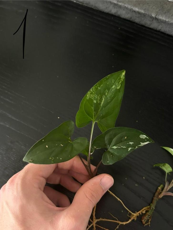 Syngonium Albo, Huis en Inrichting, Kamerplanten, Minder dan 100 cm, Halfschaduw, Verzenden