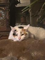 Gratis onze poes, Dieren en Toebehoren, Katten en Kittens | Raskatten | Korthaar, Poes, Gechipt, 6 jaar of ouder