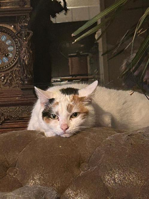 Gratis onze poes, Dieren en Toebehoren, Katten en Kittens | Raskatten | Korthaar, Poes, 6 jaar of ouder, Gechipt, Ontwormd, Ingeënt