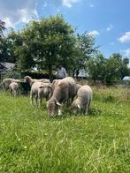 Merino Stamboek lammeren, Meerdere dieren, Schaap, 0 tot 2 jaar