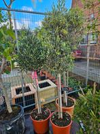 Olea Europaea olijfbomen diverse maten, Tuin en Terras, Olijfboom, Lente, Volle zon, Ophalen of Verzenden