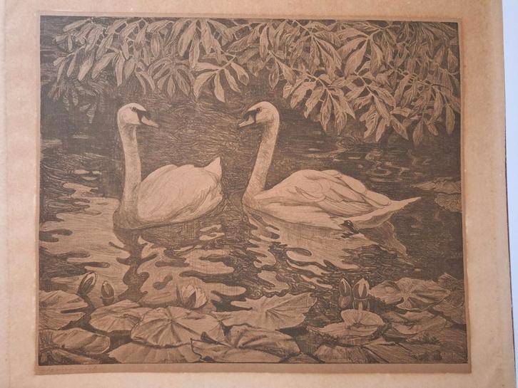 Litho van Zwanen, Antiek en Kunst, Kunst | Etsen en Gravures, Ophalen of Verzenden