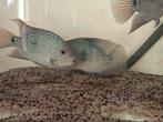 Kweekkoppel cappinte 19 cm., Dieren en Toebehoren, Vissen | Aquariumvissen, Vis