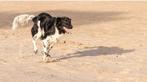 Staat ter dekking friese stabij LOET, Dieren en Toebehoren, Honden | Dekreuen, CDV (hondenziekte), Particulier, 1 tot 2 jaar, Reu