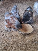 3 jonge brahma groothoender haantjes, Dieren en Toebehoren, Pluimvee, Mannelijk, Kip