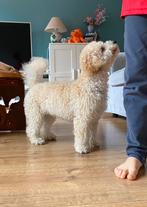 Maltipoo dekreutje, Rabiës (hondsdolheid), Reu, 1 tot 2 jaar, Eén hond