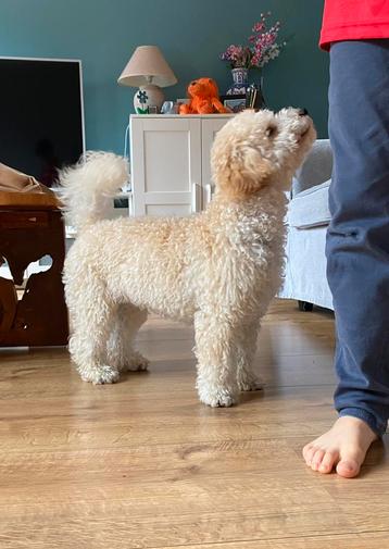 Maltipoo dekreutje beschikbaar voor biedingen